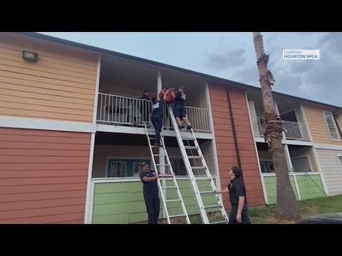 SPCA: Dog rescued after being left on second-story balcony while owner out of town