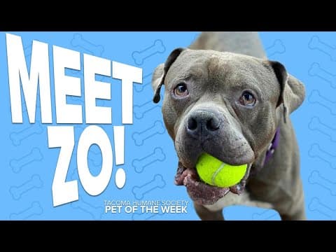 Pet Rescue of the Week: Zo