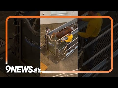 Horse sports medicine demo at Temple Grandin Equine Center in CSU Spur in Denver