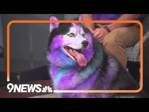 Skiptown: New dog park and bar opens in Denver