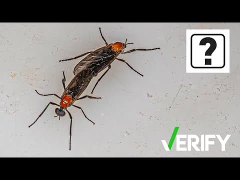 Were lovebugs grown in a lab? We VERIFY what's fact and what's fiction