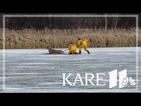 Struggling deer rescued after being stuck on thin ice in Prior Lake