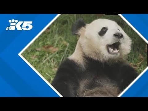 Pandas arriving at Smithsonian National Zoo on Tuesday