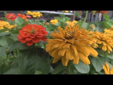 Garden Smart: How to grow a 'cutting garden'