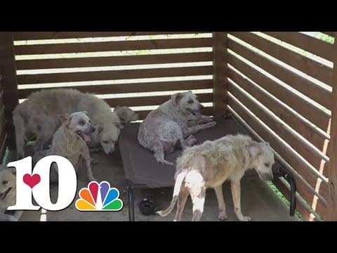 Dozens of dogs rescued from Kentucky home in worst case animal control officer had seen in 2 decades