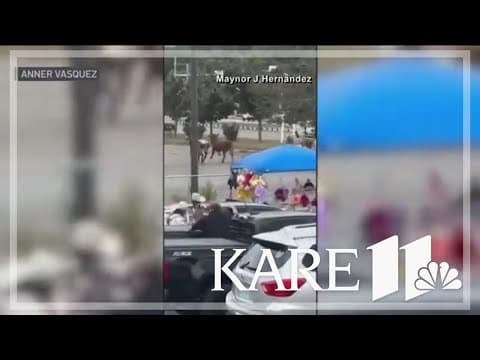 8 bulls escape Massachusetts rodeo, prompting emergency alert