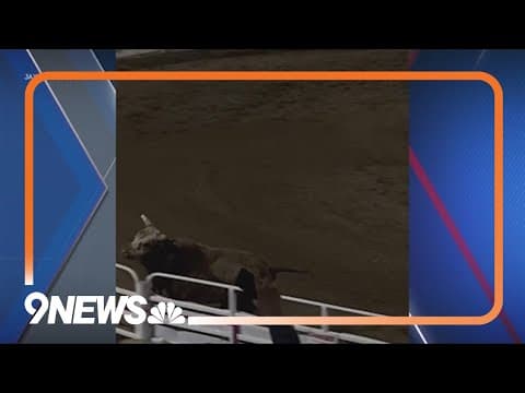 Bull jumps rodeo arena fence, injures several people