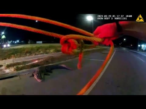 Police bodycam shows officers helping to wrangle large alligator in Tampa, Florida