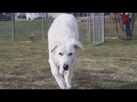 Tailwagger Tuesday: Meet Boone
