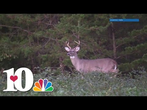 Deer crashes increase this time of year, TWRA says it's because its mating season