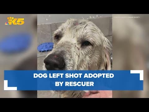 Dog who was shot, left for dead near Mount St. Helens was adopted by his rescuer