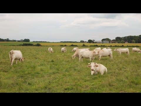 Mysterious disease affecting Texas cows identified