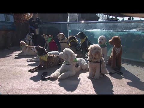 K-9 therapy training brings over a dozen dogs to the Columbus Zoo