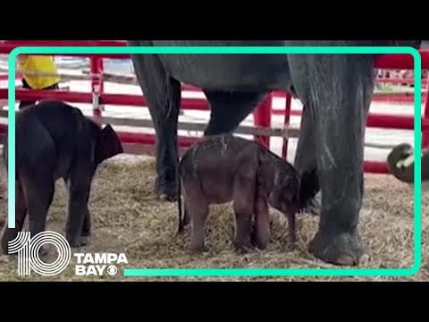 Rare elephant twins born in Thailand