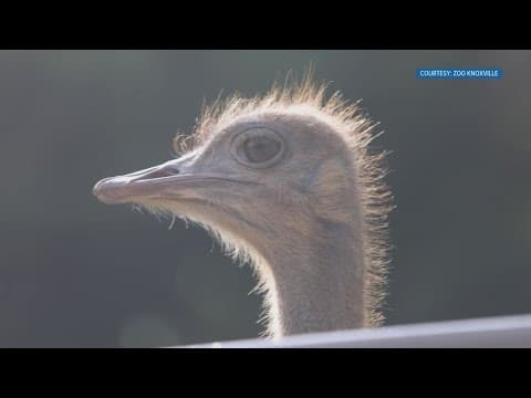 Zoo Knoxville welcomes six new ostriches