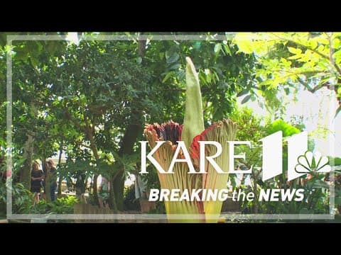 Corpse flower blooming at Como Park