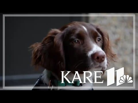 Meet the new Hennepin EMS therapy dog