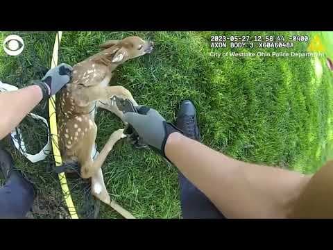 Fawn tangled in soccer net rescued in Ohio