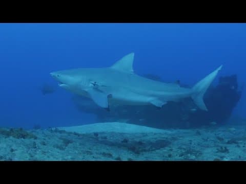 How to avoid shark attacks