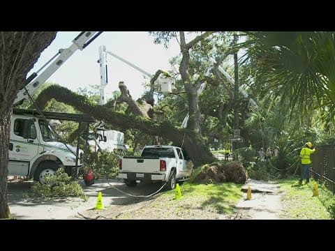 Fallen Carrollton oak tree had lost limb one month earlier