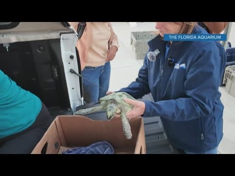 Florida Aquarium reaches capacity with 'record' number of cold-stressed sea turtles