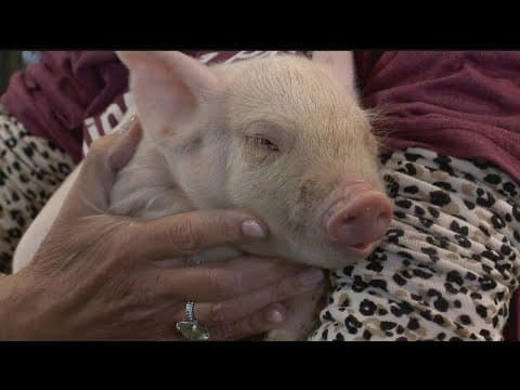 Kids show off their prize swine at the Minnesota State Fair