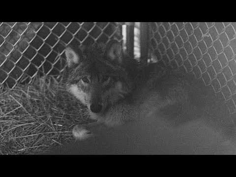 Map shows wolf activity in southern Colorado for first time