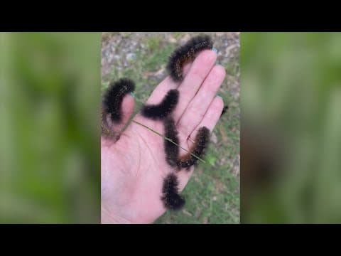 Fuzzy black caterpillars crawling across Houston are harmless to people, experts say