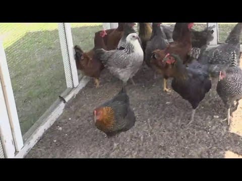 Chickens stolen from Pasco County farm