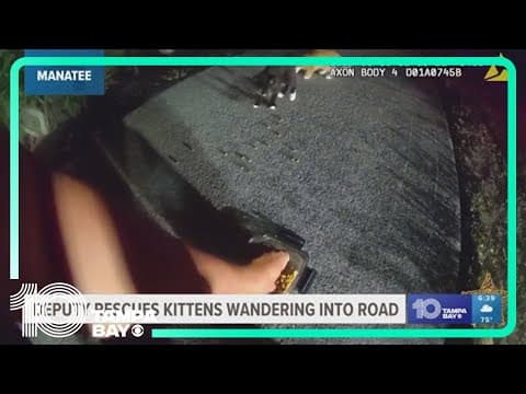 Manatee County deputy rescues kittens from busy road