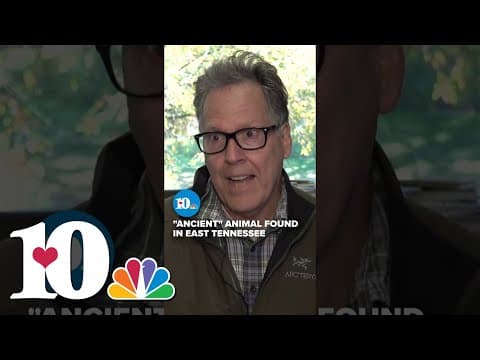 Birdwatchers flock to East TN lake for a chance to see a rare 'ancient' bird #birds #birdwatching