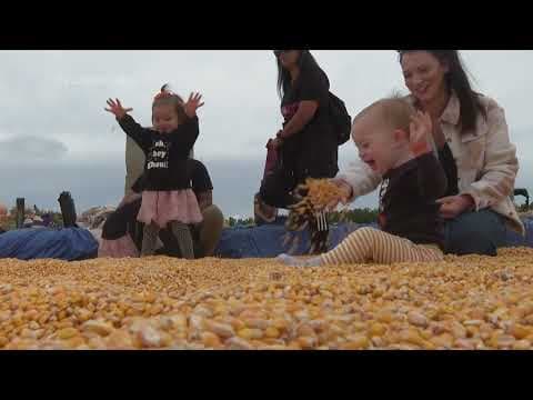 Stalk about a challenge! Colossal corn maze opens in California