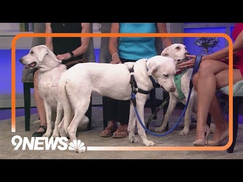 3 Sweet Great Pyrenees pups need forever homes