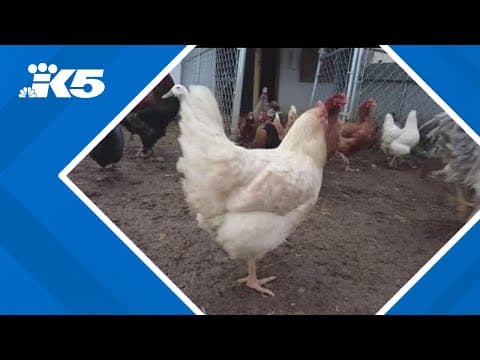 "Specialty" egg prices remain steady