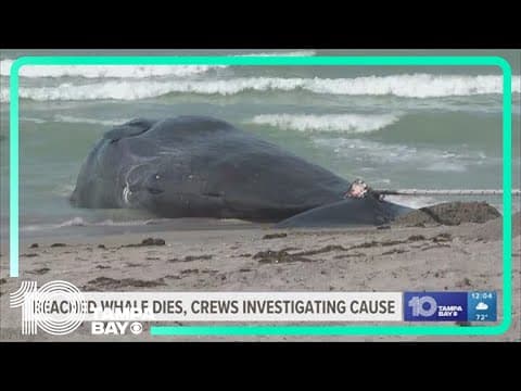 Crews to move carcass of beached whale in Venice into the Gulf; shark warning remains