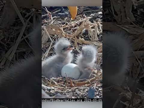 New Baby Eagle Chicks at Big Bear Valley
