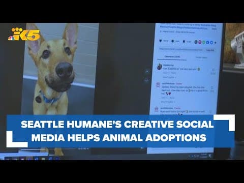 Seattle Humane's creative social media helping boost animal adoptions