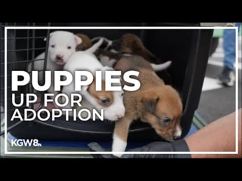 Puppies up for adoption after being rescued from burning building