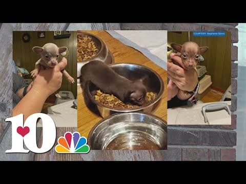 Chihuahuas rescued in Hamblen Co. just one animal abuse case of hundreds across Tennessee
