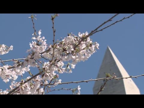 Here's what trees you might see blooming this time of year