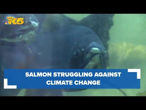 Washington's salmon population struggling against climate change