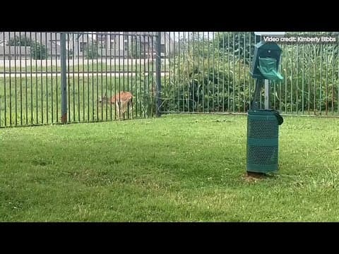 Sienna family gets help for deer stuck in iron fence