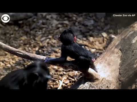 Rare baby macaque monkey seen playing in enclosure at zoo in England