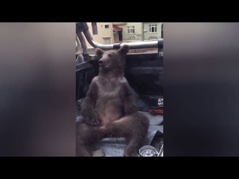 Bear believed to be disoriented from 'mad honey' rescued in Turkey