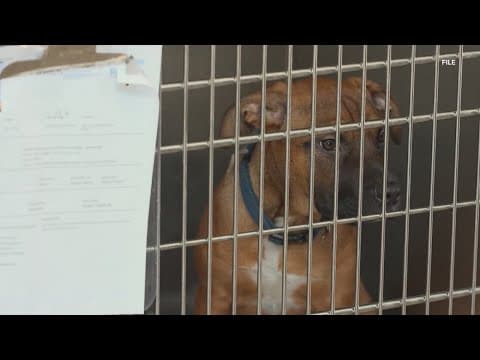 Fort Worth restaurant helps dog owners reconnect with their lost pets