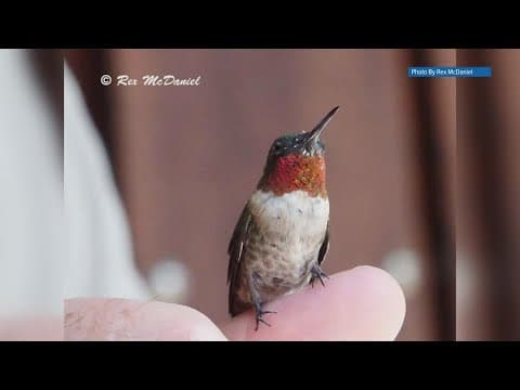 UT Arboretum Society to host lecture ahead of birds' return to East TN