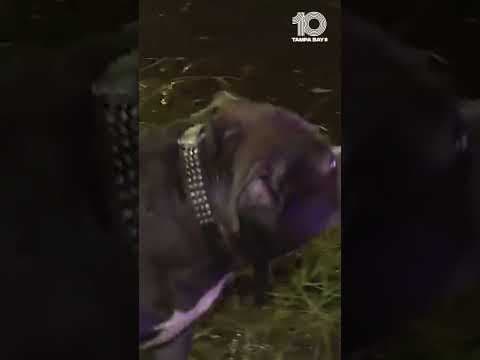 Pup rescued on an airboat in Crystal River amid #Helene aftermath #10tampabay #tampabay #florida