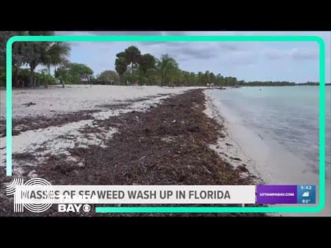 Florida's east coast seeing massive clumps of seaweed