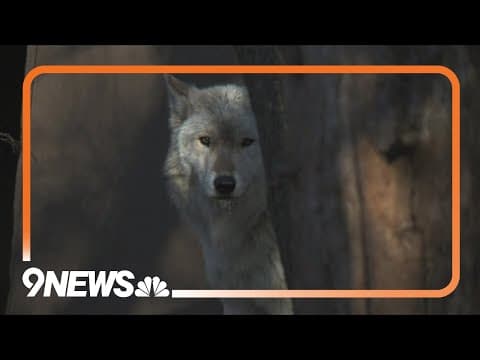 Colorado officials confirm wolf depredation in Jackson County