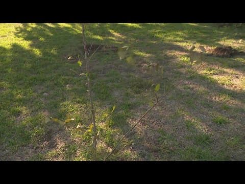In Texas, Arbor Day is celebrated on the first Friday of November